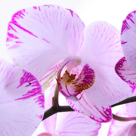 White and pink orchids on a branch. White background.の写真素材