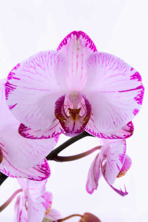 White and pink orchids on a branch. White background.の写真素材