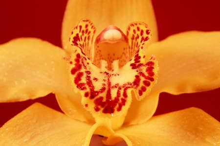 Orchid orange yellow and pink striped phalaenopsis  isolated. Close-up.の写真素材