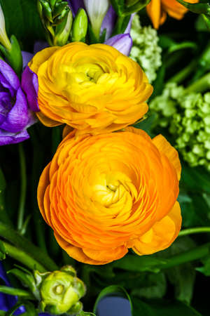 Bouquet with yellow ranunkulyus on the background of green leaves.の写真素材