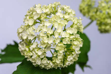 Delicate flower white hydrangea isolated on light backgroundの写真素材