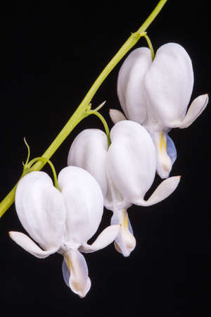 White Bleeding heart flower against black background (Dicentra spectabilis Alba).の写真素材