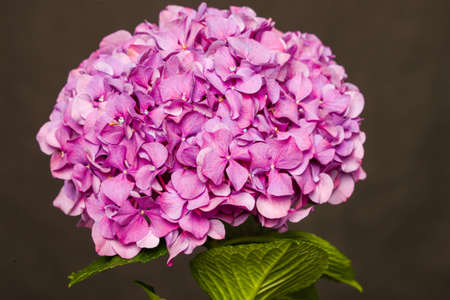 Bright pink hydrangea isolated on dark backgroundの写真素材