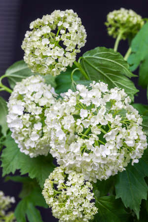 Delicate flower white hydrangea isolated on dark backgroundの写真素材