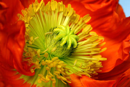The core of poppy flower with stamens closeup.の写真素材