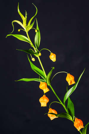 Large orange upside down bell shaped flower with green stems and long green skinny leaves, against a dark backgroundの写真素材