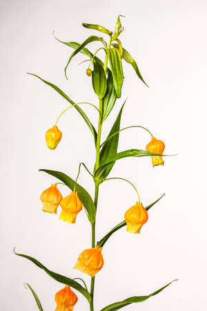 Large orange upside down bell shaped flower with green stems and long green skinny leaves, against a light backgroundの写真素材