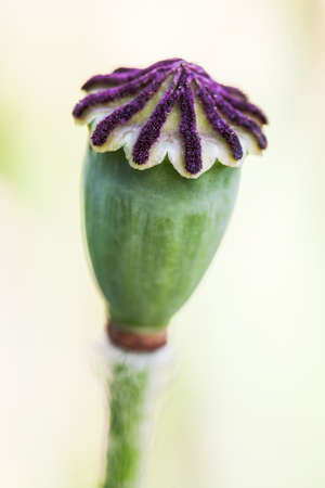 Papaver orientale 'Pattys Plum' Head on a light background. Closeup.の写真素材