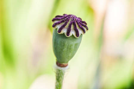Papaver orientale 'Pattys Plum' Head on a light background. Closeup.の写真素材