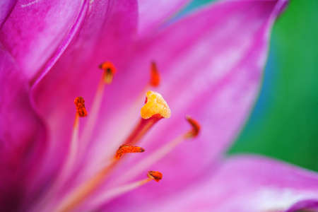 Close up of beautiful pink lily flower for background.の写真素材