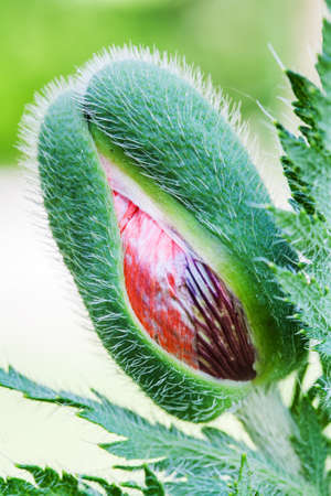 Close-up of the red poppies flowers emerging from buds on green defocused backgroundの写真素材