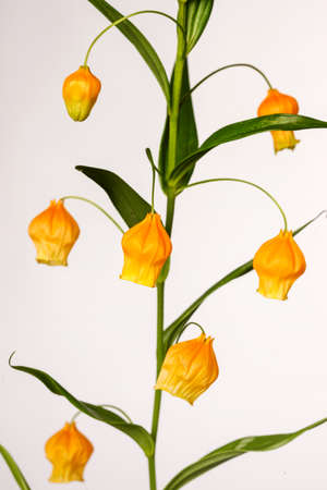 Large orange upside down bell shaped flower with green stems and long green skinny leaves, against a light backgroundの写真素材