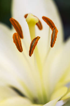 The core of the beautiful yellow lily. Close up.の写真素材