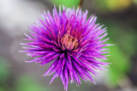 Purple cornflower on abstract green background.の写真素材