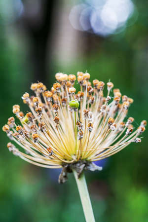 The tender Buds Of Flower on the green backgrounds. Close up.の写真素材