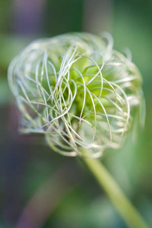 The tender Buds Of Flower on the green backgrounds. Close up.の写真素材