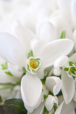 Spring beautiful snowdrop flowers bouquet. Close up.の写真素材
