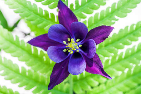 Blue columbine (aquilegia) on the background of green leaves.の写真素材