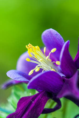 Close up blue columbine (aquilegia) on the green background .の写真素材
