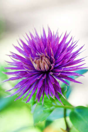 Purple cornflower on abstract green background.の写真素材