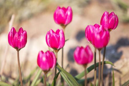 Pink crocus flowers on a green meadow in spring. Close up.の写真素材