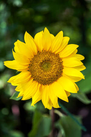 Yellow Decorative Sunflowers on garden background close up shot.の写真素材