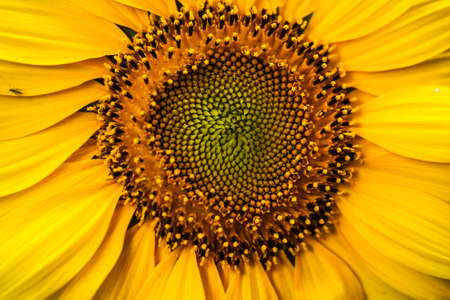 Yellow Decorative Sunflowers close up shot.の写真素材