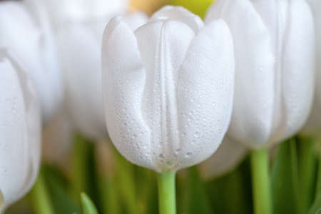 Spring bouquet of white tulips with green leaves over background, close up.の写真素材