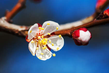 Close up of the blooming fruit tree white flower at spring.