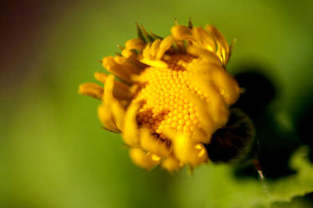 Yellow flower of a decorative sunflower Helinthus in the garden disclosed in the sunshineの写真素材