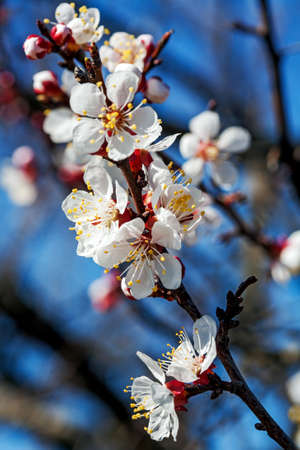 Blooming tree at spring, fresh white flowers on the branch of fruit tree against the blue skyの写真素材