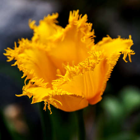Vibrant yellow tulip with green garden background. Close-up.の写真素材