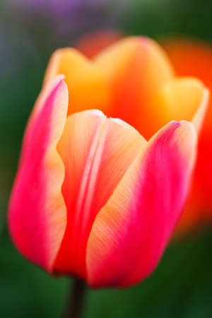 Wonderful blooming pink tulips with yellow edges on garden background. Close-upの写真素材