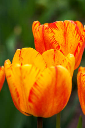 Close up of red orange yellow tulips flower with green garden backgroundの写真素材