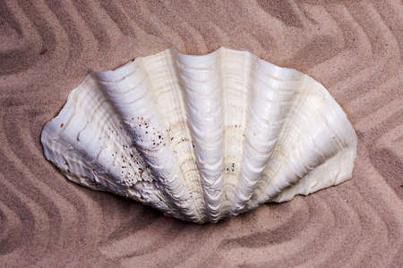 Beautiful tropical white shell on wavy sand background. Close-upの写真素材