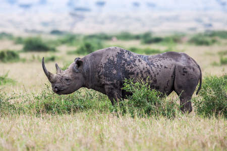 Rhinoceros grazing in the wild. The white rhinoceros or square-lipped rhinoceros is the largest species of rhinoceros with mouthの写真素材