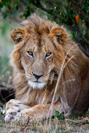 Portrait Of The dreamy look male lion lying in the grass. The King of beasts, biggest cat of the...