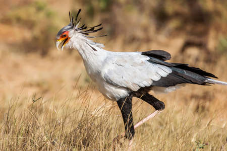 Secretary bird (Sagittarius Serpentarius) close up, Africa.の写真素材