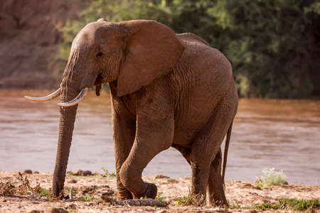 Huge male African elephant drinking water at a waterholeの写真素材