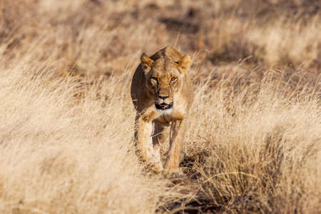 Lion approach,walking straight towards the camera,in this beautiful low angle profile portrait taken in Africa.の写真素材