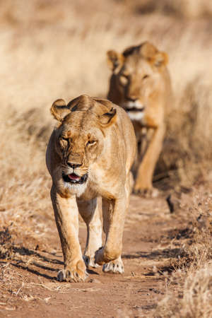 Two lionesses approach,walking straight towards the camera,in this beautiful low angle profile portrait taken in Africa.の写真素材