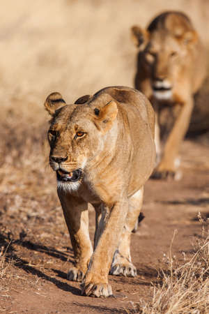 Two lionesses approach,walking straight towards the camera,in this beautiful low angle profile portrait taken in Africa.の写真素材
