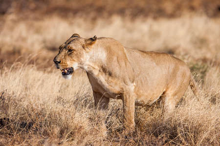 Lioness approach,walking straight towards the camera,in this beautiful low angle profile portrait taken in Africa.の写真素材