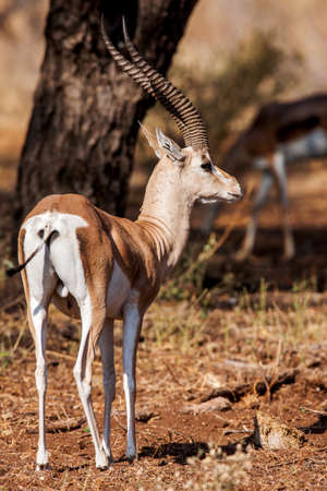 Small gazelle profile taken, in their natural habitat, Africa.の写真素材