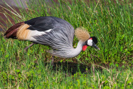Grey crowned crane (Balearica regulorum)  in the savannah of Kenya, Africa.の写真素材