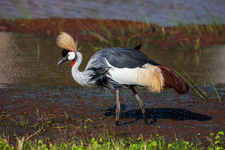 Grey crowned crane (Balearica regulorum)  in the savannah of Kenya, Africa.の写真素材