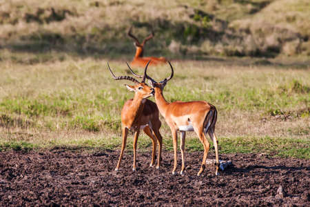 Impala antelope walking on the grass landscape, Africa.の写真素材
