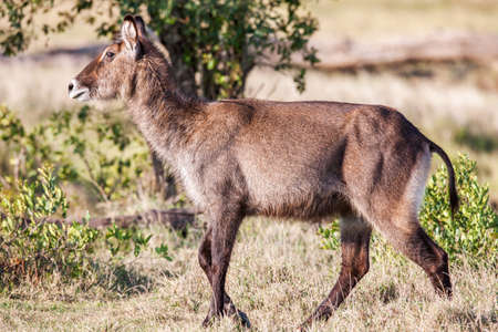 Waterbuck - African Wildlife Background - Nature Portrait of Life. Close up.の写真素材