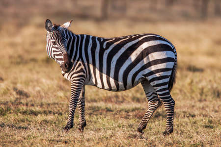african plains zebra on the dry brown savannah grasslands browsing and grazing. focus is on the zebra with the background blurred, the animal is vigilant while it feedsの写真素材