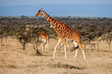 African giraffe in savannah. These graceful And pretty animals are herbivores and love acacia leavesの写真素材
